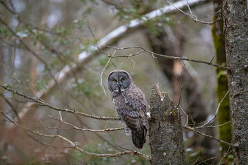 Great gray owl hunting forest