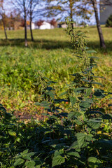 Fototapeta na wymiar Vertical photo of female flowering stinging nettles at bright sunny fall day near houses. Perennial plants urtica (Urtica dioica) are growing in sunny day at defocused trees and houses background.