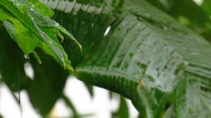 rain drops on a leaf