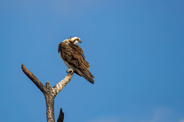 Male osprey on perch