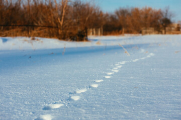 Animal tracks in snow on clear frosty day. Wildlife Trail. Background.
