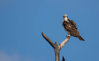 Male osprey on perch