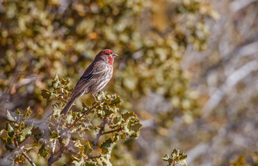 Songbird on tree branch perch
