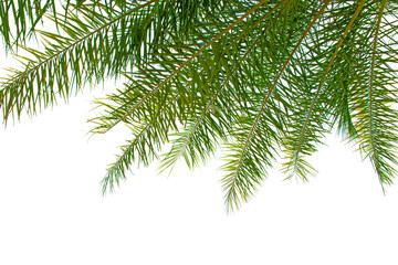 Palm leaves tree isolated on white background