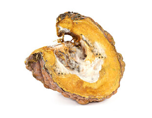 Pumpkin slice and mold fungi closeup white background.Photo focus Stacking.