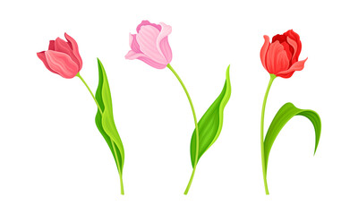 Obraz premium Red and Lilac Blooming Tulips Flowers with Large and Showy Bud on Green Stem Vector Set