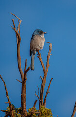 Scrub jay in red rocks desert 