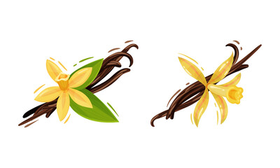 Yellow Vanilla or Vanilla Orchid Flower with Dried Pods Vector Set