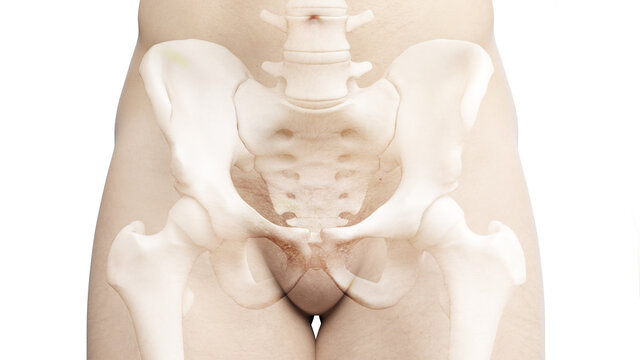 3d rendered illustration of the hip bone