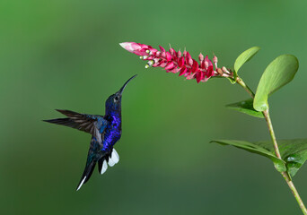 Fototapeta premium Violet sabrewing hummingbird (Campylopterus hemileucurus) feeding on a flower in Costa Rica