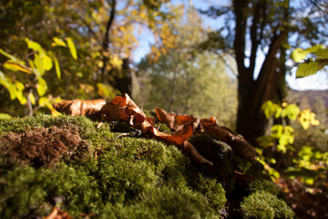 mossy ground closeup, morning in forest
