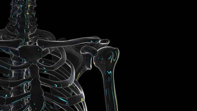 3d rendered illustration of a skeletal shoulder