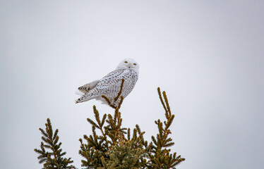 Male snowy owl perched