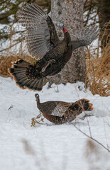 Wild turkeys in winter forest