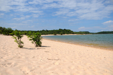 Alter do Chão,Brazil,November 21, 2021.Vegetation on the sand of Lago Verde beach in Alter do Chão, Pará state, northern region. Freshwater beaches in the Amazon rainforest.