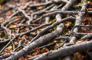 Tree roots with autumn leaves on ground