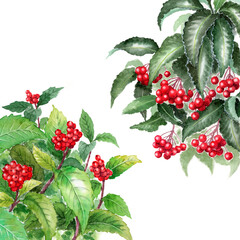 アナログ水彩センリョウマンリョウ