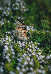 Butterflies are the spirits of the dead.