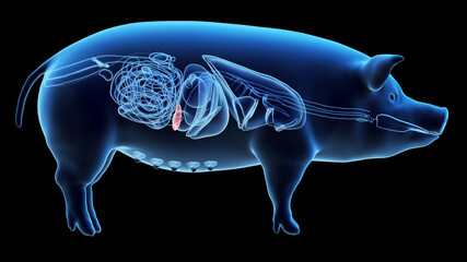 3d rendered illustration of the porcine anatomy - the spleen - obrazy, fototapety, plakaty