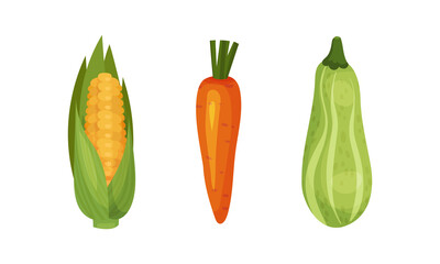 Ripe Carrot and Corn Cob Vegetable as Healthy Raw Food and Garden Cultivar Closeup Vector Set