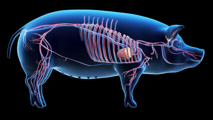 3d rendered illustration of the porcine anatomy - the vascular system