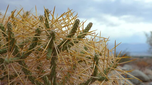 Christmas cholla, tasajillo (Cylindropuntia leptocaulis). Arizona pencil cholla with long yellow spines against the blue sky.