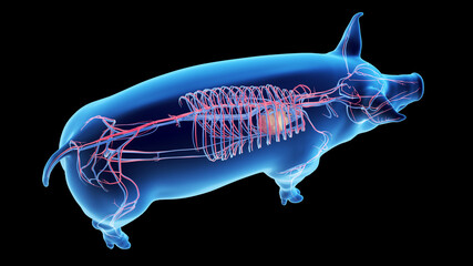 3d rendered illustration of the porcine anatomy - the vascular system
