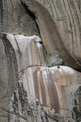 Griffon vultures reproducing in La Pedriza. Sierra de Guadarrama National Park. Madrid's community. Spain