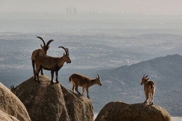 a herd of mountain goats in La Pedriza. Sierra de Guadarrama National Park. Madrid's community. Spain