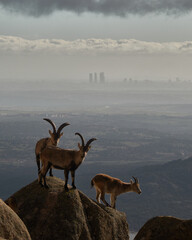 a herd of mountain goats in La Pedriza. Sierra de Guadarrama National Park. Madrid's community. Spain