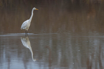 Naklejka premium Great Egret (Ardea alba) also known as Great White Egret walking in muddy brown flood waters, plenty of space around bird