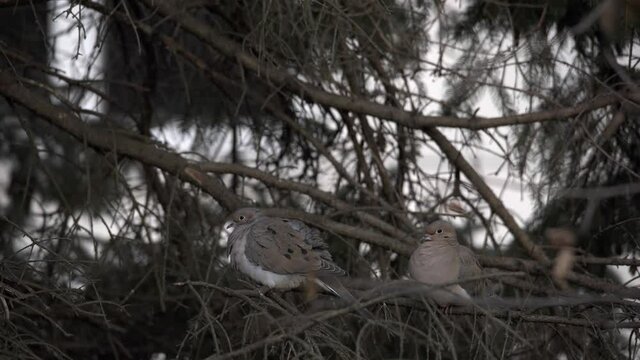 Close up from two turtle doves sitting on tree