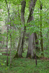 Fototapeta premium Deciduous stand with hornbeams and spruce tree