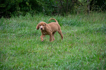 dog in the grass