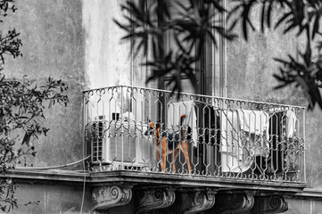 chien sur un balcon