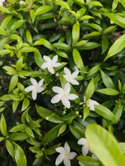 beautiful flower white with leaf green nature . background fresh natural