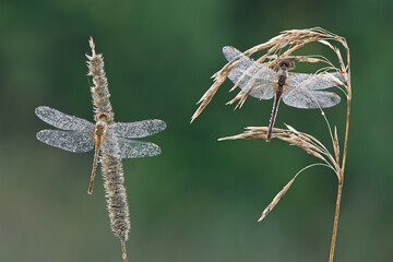 Close-up of two dew covered dragonflies perched on grass seed heads on a cold summer morning