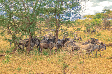 Fototapeta na wymiar Tanzania, Serengeti park – Gnu or Wildebeest antelope.