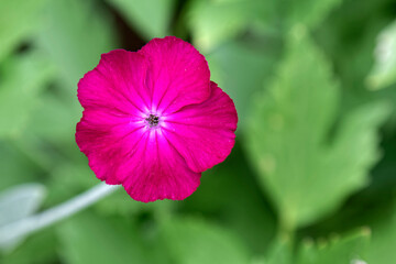 Spring - a beautiful purple wild flower.