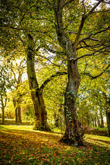 Beautiful sunlight in a city park with golden light breaching through the tree leaves - sunlight shining through autumnal coloured leaves of ancient trees. 