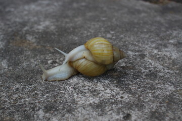 White snails - Achatina fulica Rodatzi albino body