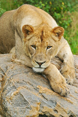 Portrait of lioness (panthera Leo) resting on a boulder