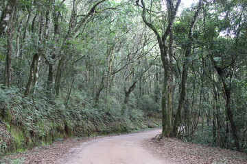 Fototapeta premium A road through the trees