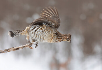 Ruffed grouse closeup ready to takeoff  from a small branch in winter in Ottawa, Canada