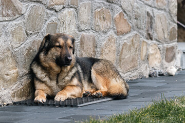 German shepherd dog sitting.