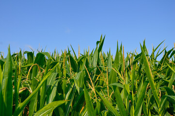 Fototapeta premium A field of green corn on a blue sky background. Summer background and wallpaper. Agriculture
