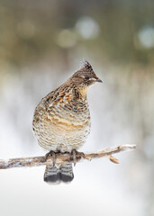 Ruffed grouse female perched on a small branch the winter snow in Ottawa, Canada