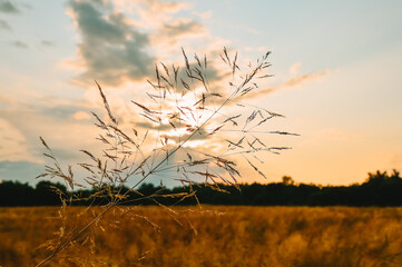 Sunset in the field. Grass against the setting sun and golden clouds. Calm and tranquility. Natural natural background. Pattern and wallpaper. The beauty of the wild nature