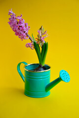 The pink flower of the hyacinth plant in a green watering can on a yellow background. Greeting card template. Congratulations on March 8 and Mother's Day. Spring background. Concept
