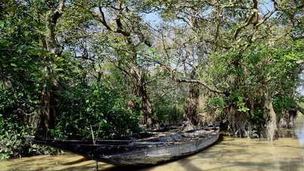 Ratargul swamp forest in Sylhet.